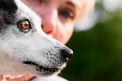 oftalmologia-cachorro-scaled.jpeg