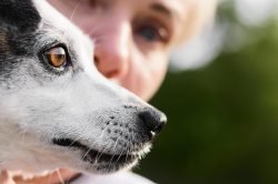 oftalmologia-cachorro